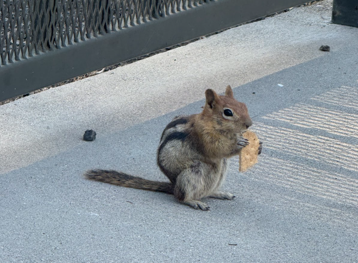 Chipmunk