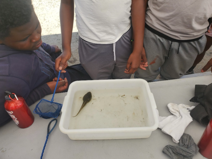Tadpole Tadpole